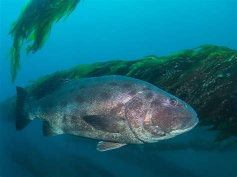 giant black sea bass